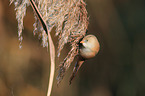 bearded tit