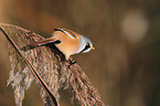 bearded tit