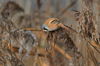 bearded tit