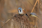 bearded tit