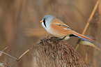 bearded tit