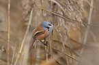 bearded tit