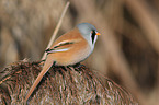 bearded tit