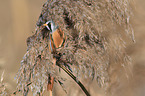 bearded tit