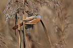 bearded tit