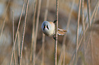 bearded tit