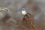 bearded tit