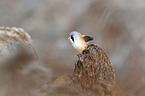 bearded tit