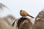 bearded tit