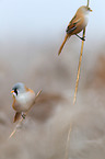 bearded tits