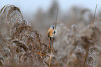 bearded tit