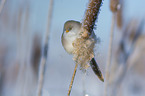 bearded reedling