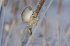 bearded reedling