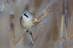 bearded reedling