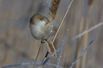 bearded reedling