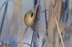 bearded reedling