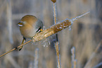 bearded reedling