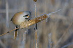 bearded reedling