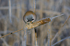 bearded reedling