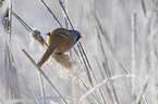 bearded reedling