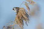 bearded reedling