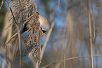 bearded reedling