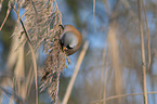 bearded reedling