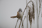 Bearded Reedling