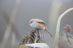 Bearded Reedling