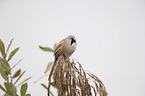 Bearded Reedling