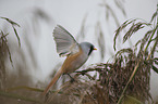 Bearded Reedling