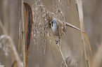 bearded tit