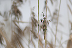 bearded tit