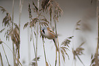 bearded tit