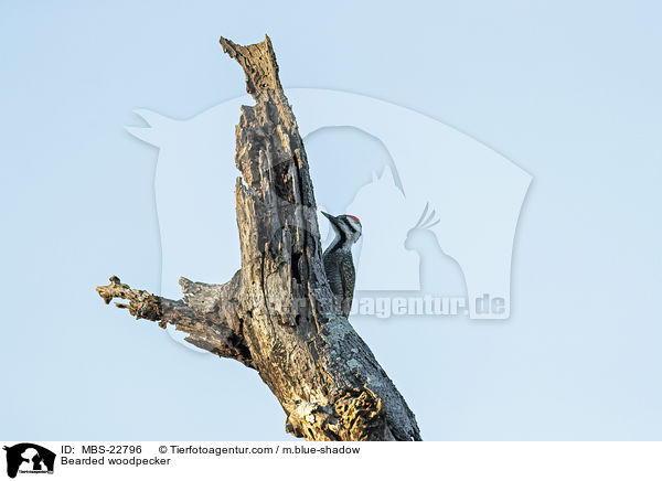 Bearded woodpecker / MBS-22796