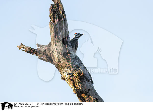 Bartspecht / Bearded woodpecker / MBS-22797