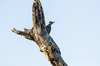 Bearded woodpecker