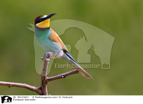 Bienenfresser / European bee-eater / DV-01631