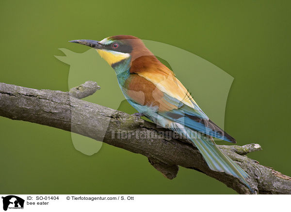 bee eater / SO-01404