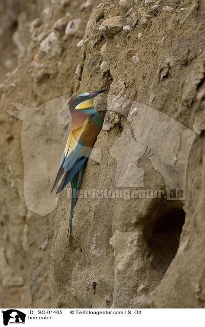 bee eater / SO-01405