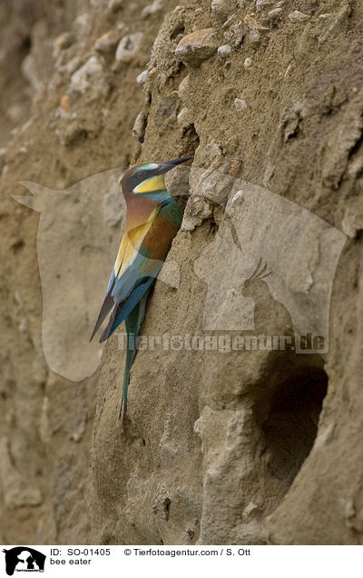 Bienenfresser / bee eater / SO-01405