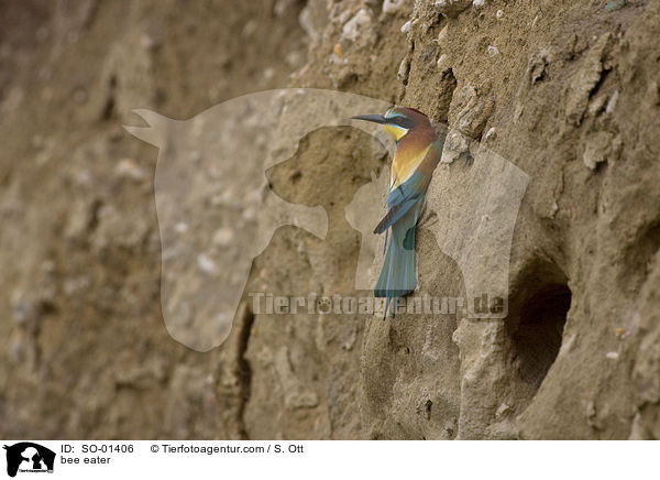 bee eater / SO-01406