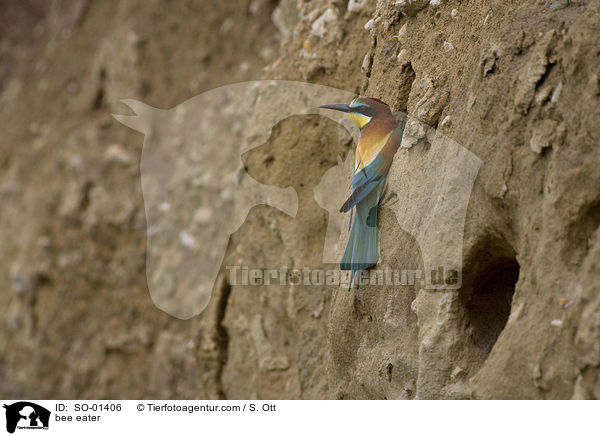 Bienenfresser / bee eater / SO-01406