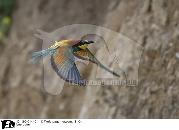 bee eater / SO-01410