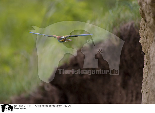 bee eater / SO-01411