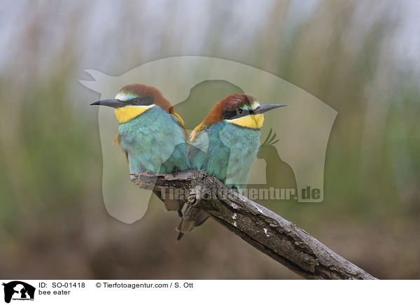 Bienenfresser / bee eater / SO-01418