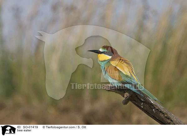 Bienenfresser / bee eater / SO-01419