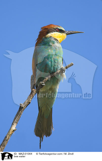 Bienenfresser / bee eater / MAZ-01064