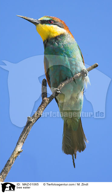 Bienenfresser / bee eater / MAZ-01065