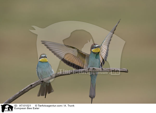 Bienenfresser / European Bee Eater / AT-01021